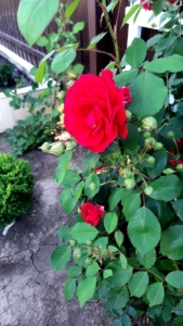 Роза Красный Маяк