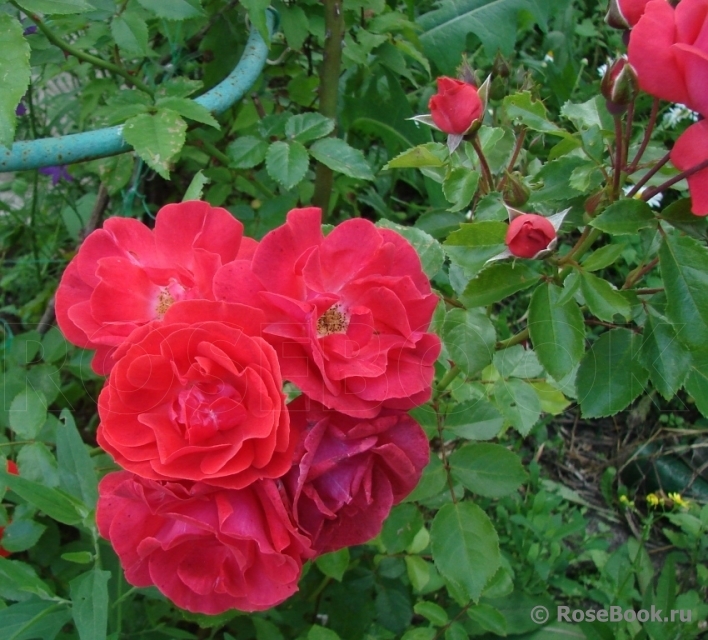 Роза Красный Маяк 4