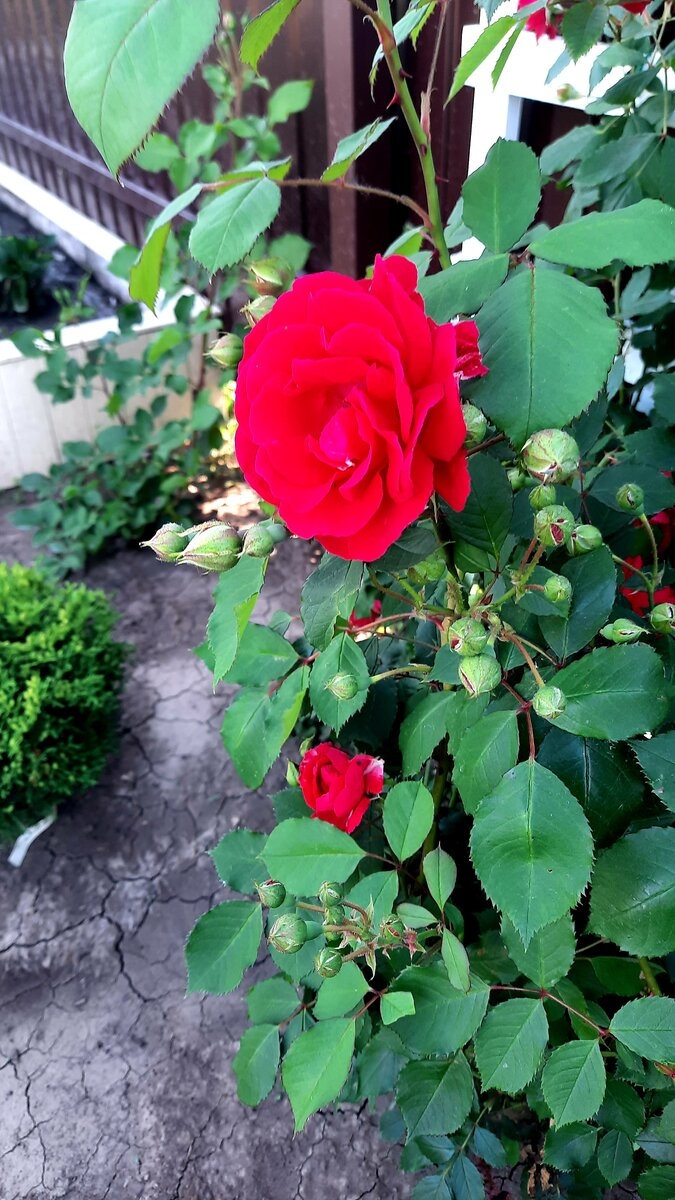 Роза Красный Маяк