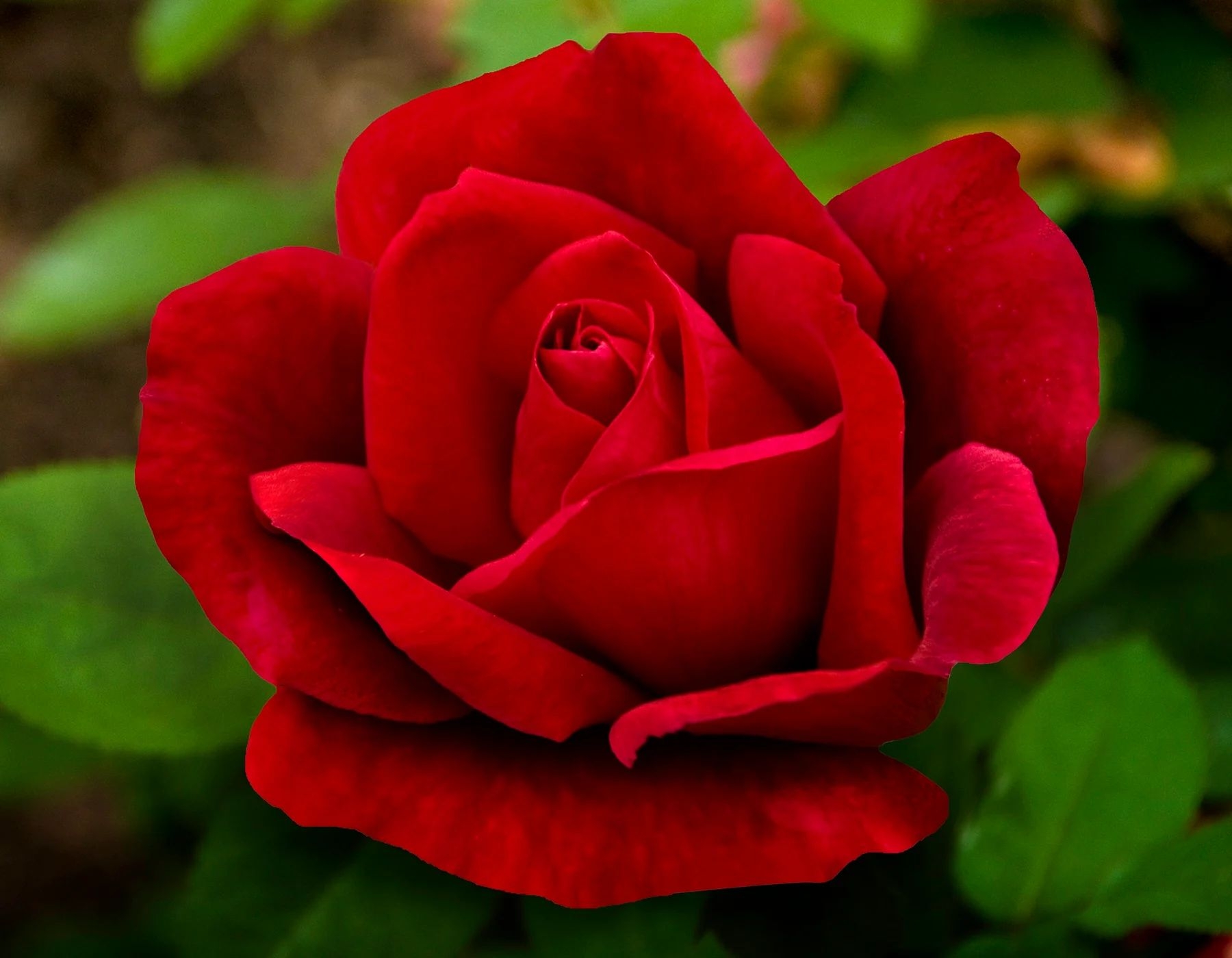 Роза Крайслер Империал 4