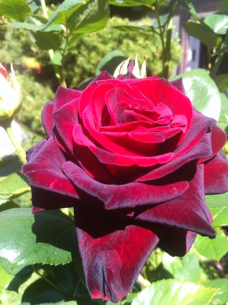 Роза Крайслер Империал 5