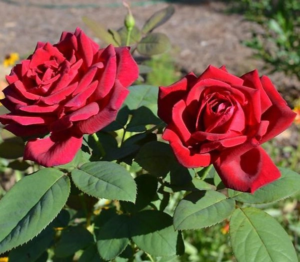 Роза Крайслер Империал