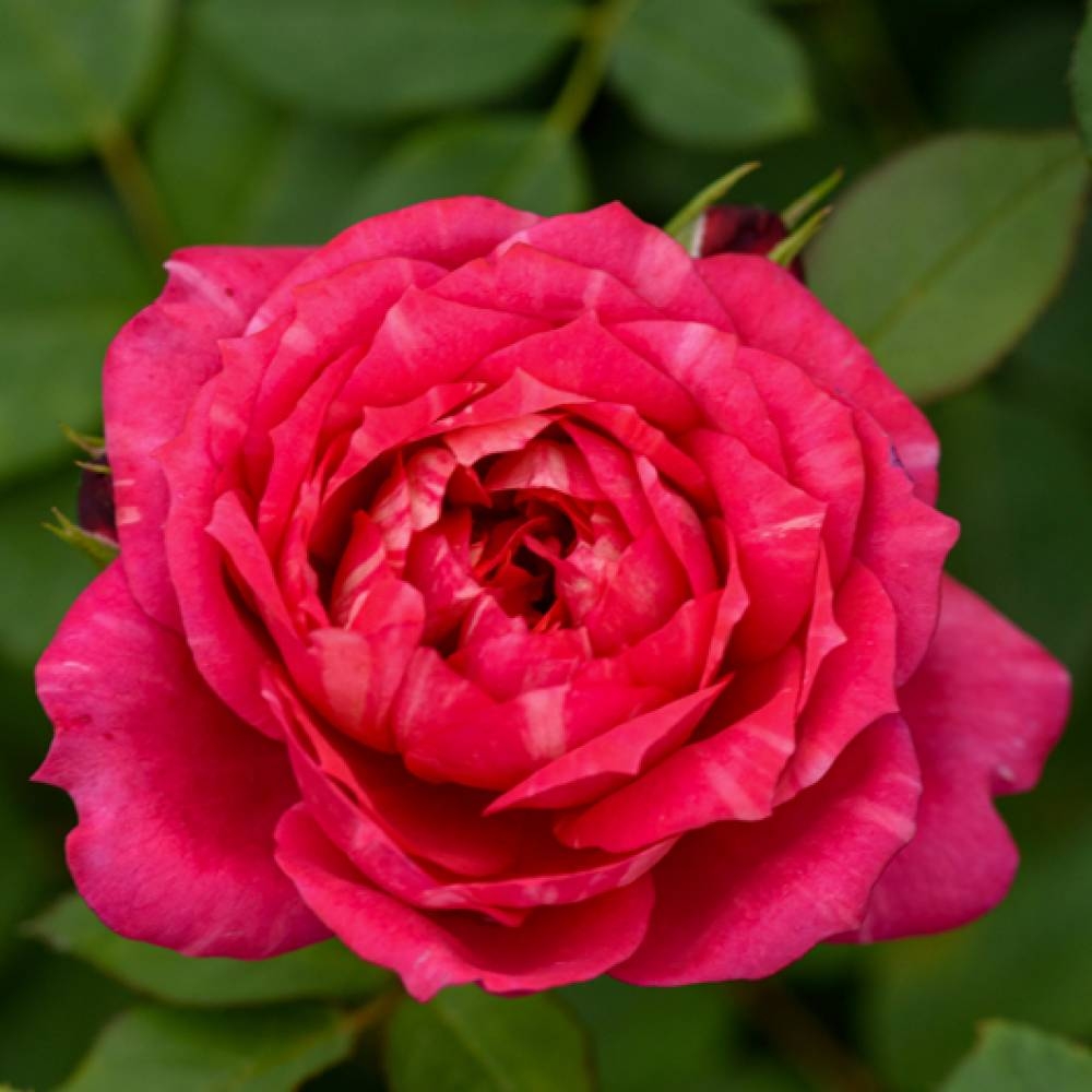 Роза Кредит Матюэль 2