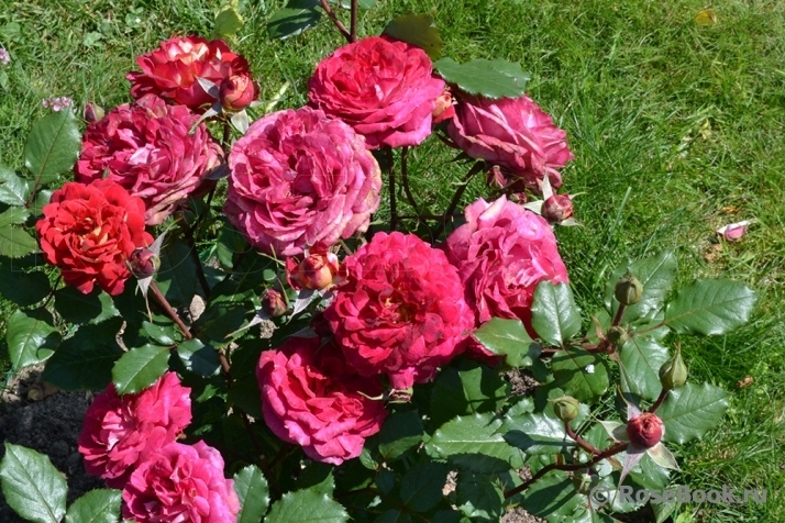 Роза Кредит Матюэль 3