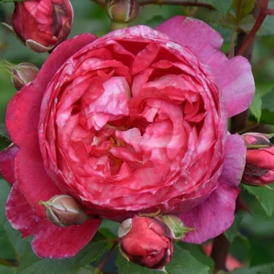 Роза Кредит Матюэль 4