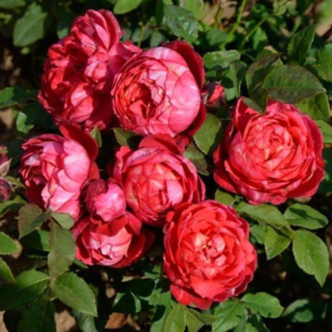 Роза Кредит Матюэль