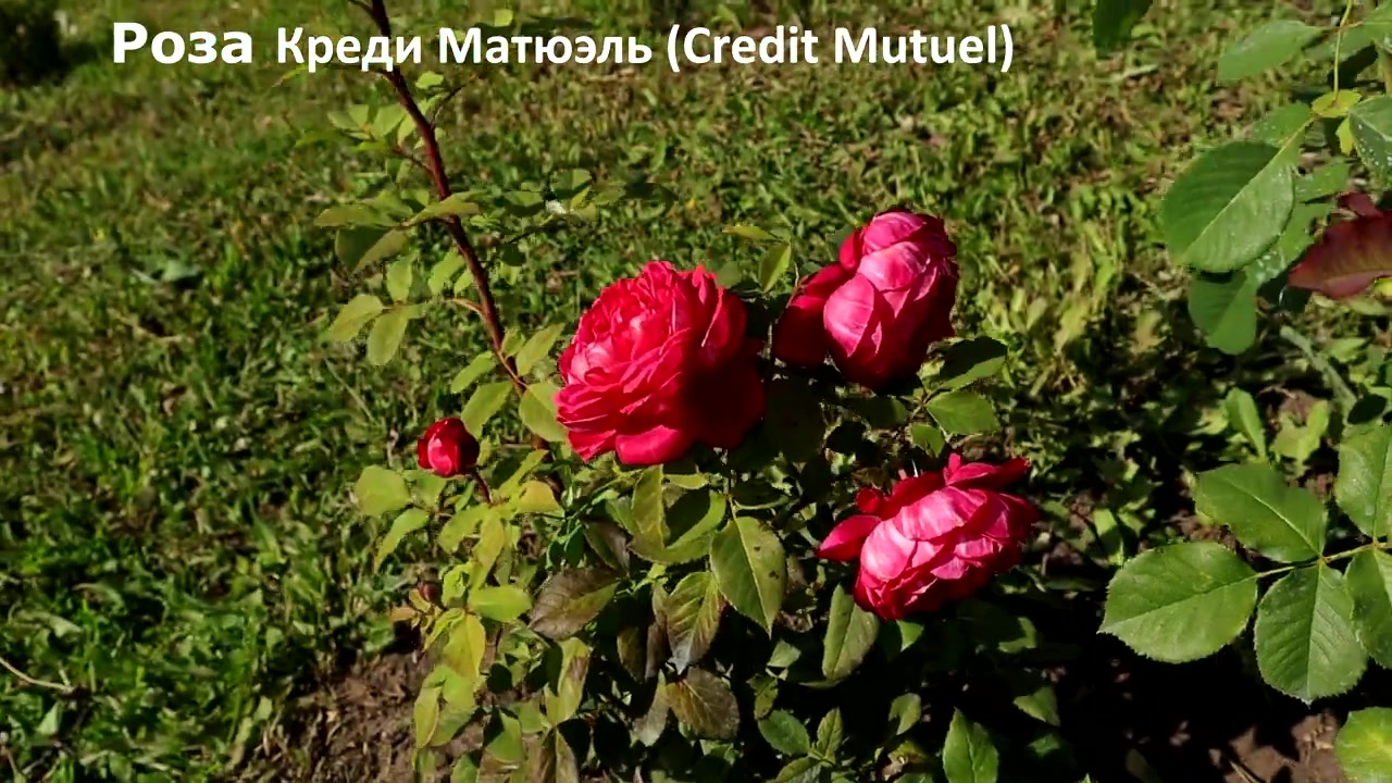 Роза Кредит Матюэль 5