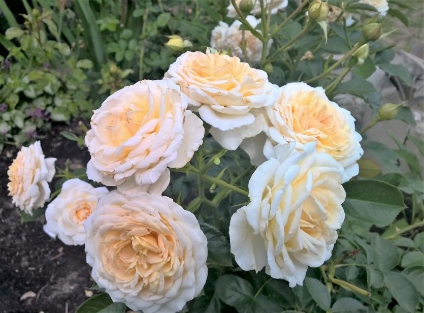 Роза Крем Абунданс 2