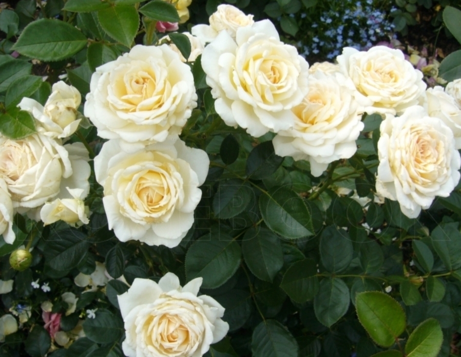 Роза Крем Абунданс 4