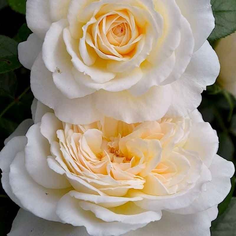 Роза Крем Абунданс 5