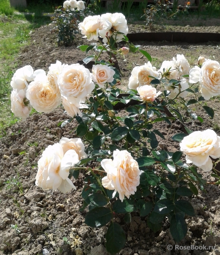 Роза Крем Абунданс 6