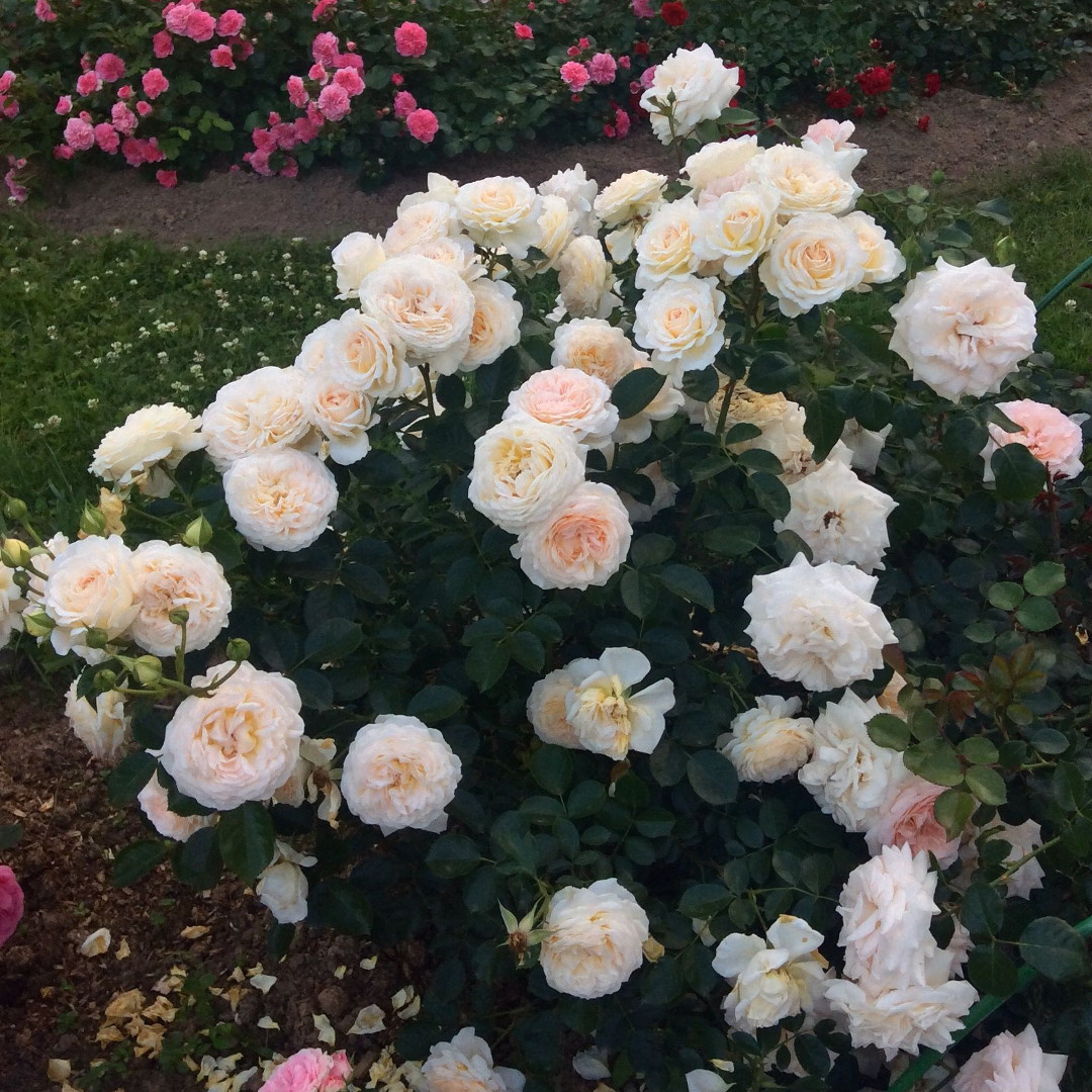 Роза Крем Абунданс