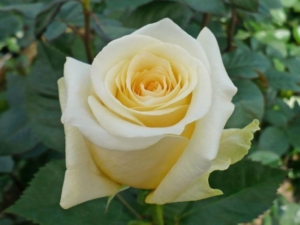 Роза Крем де ля Крем