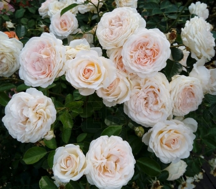 Роза Крем Фрагранс 2