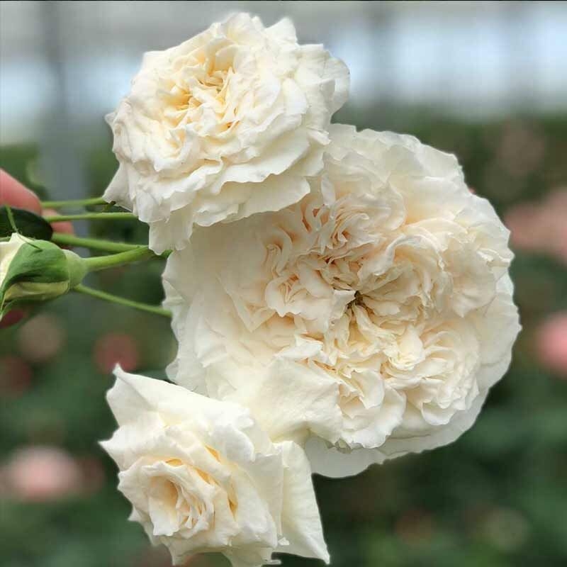 Роза Крем Фрагранс 3