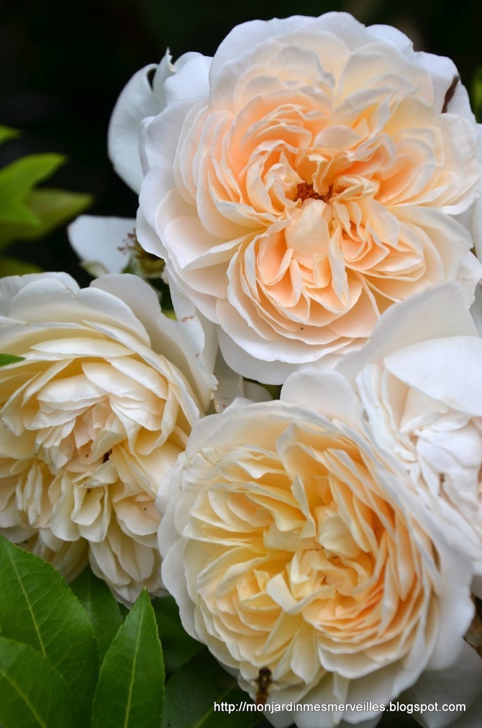 Роза Крем Фрагранс 4