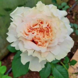 Роза Крем Фрагранс