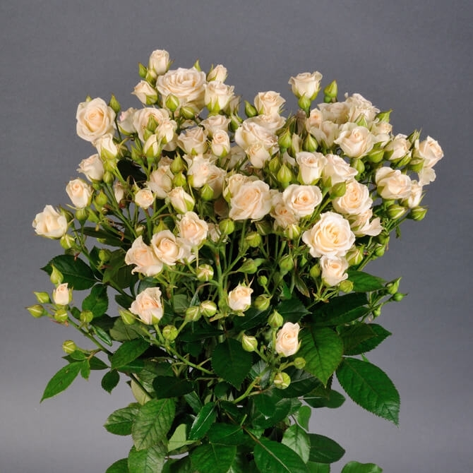 Роза Крем Грация 2