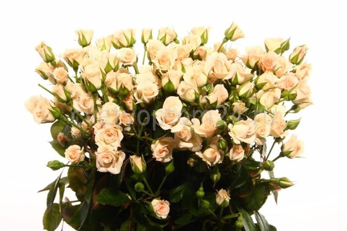 Роза Крем Грация 4