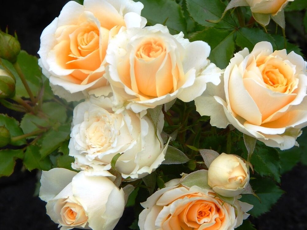 Роза Крем Грация