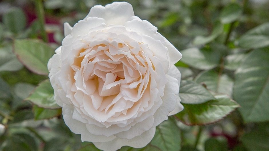 Роза Крем Ив Пьяже 2