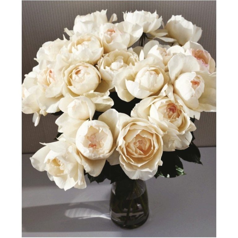 Роза Крем Ив Пьяже 3