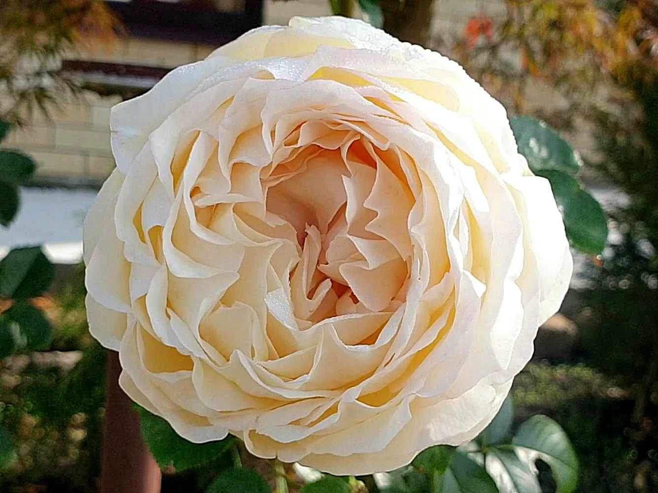 Роза Крем Ив Пьяже 4