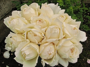 Роза Крем Ив Пьяже