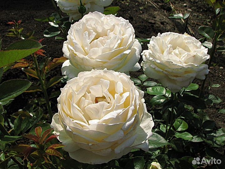 Роза Крем Ив Пьяже 6