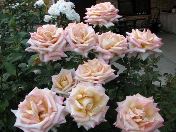 Роза Крем Карамель 2