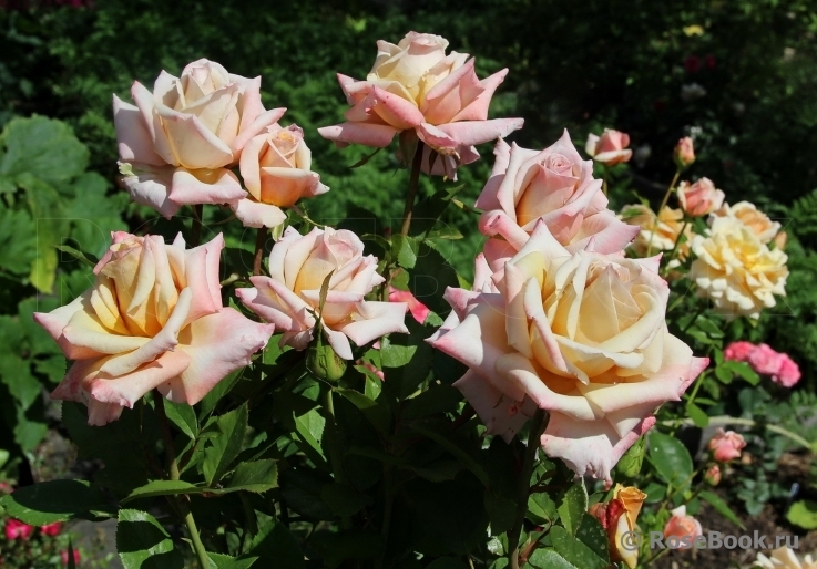 Роза Крем Карамель 4