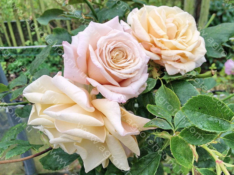 Роза Крем Карамель 5