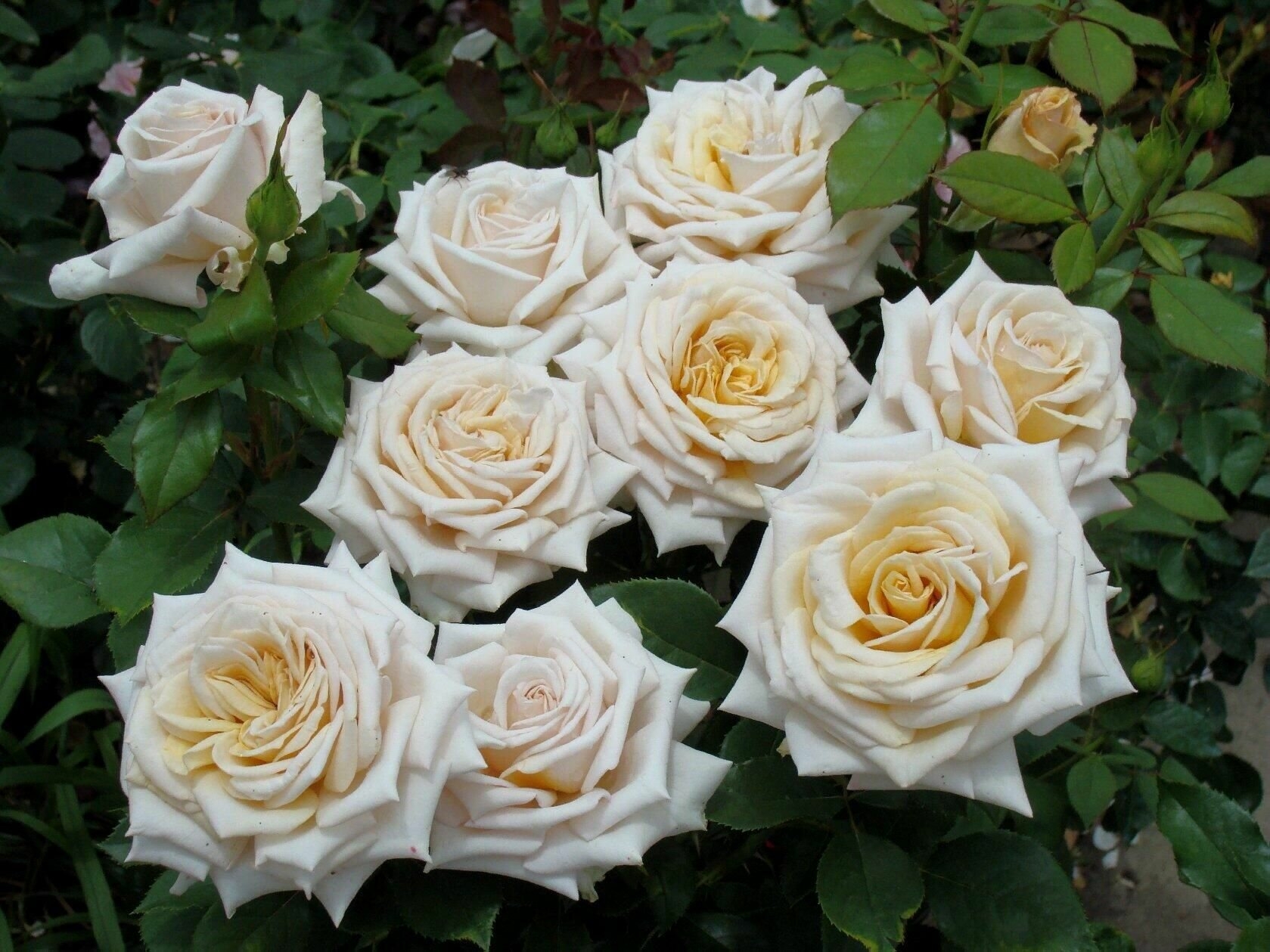 Роза Крем Карамель 6