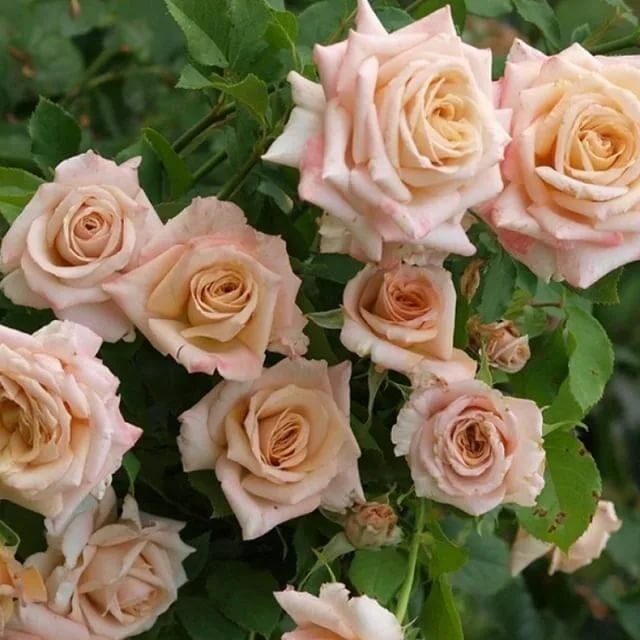 Роза Крем Карамель