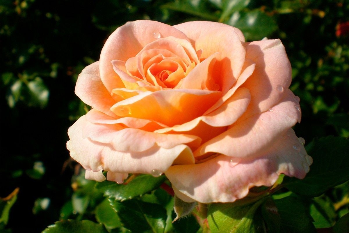 Роза Кремоза 3