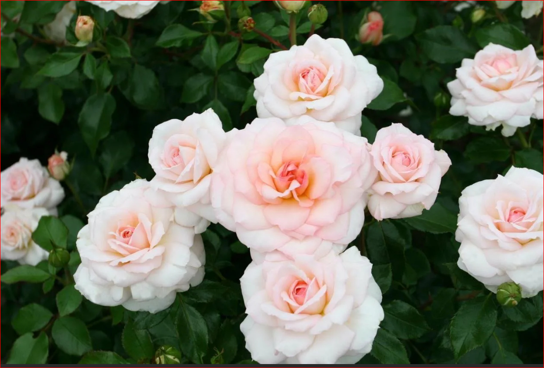 Роза Кремоза 2