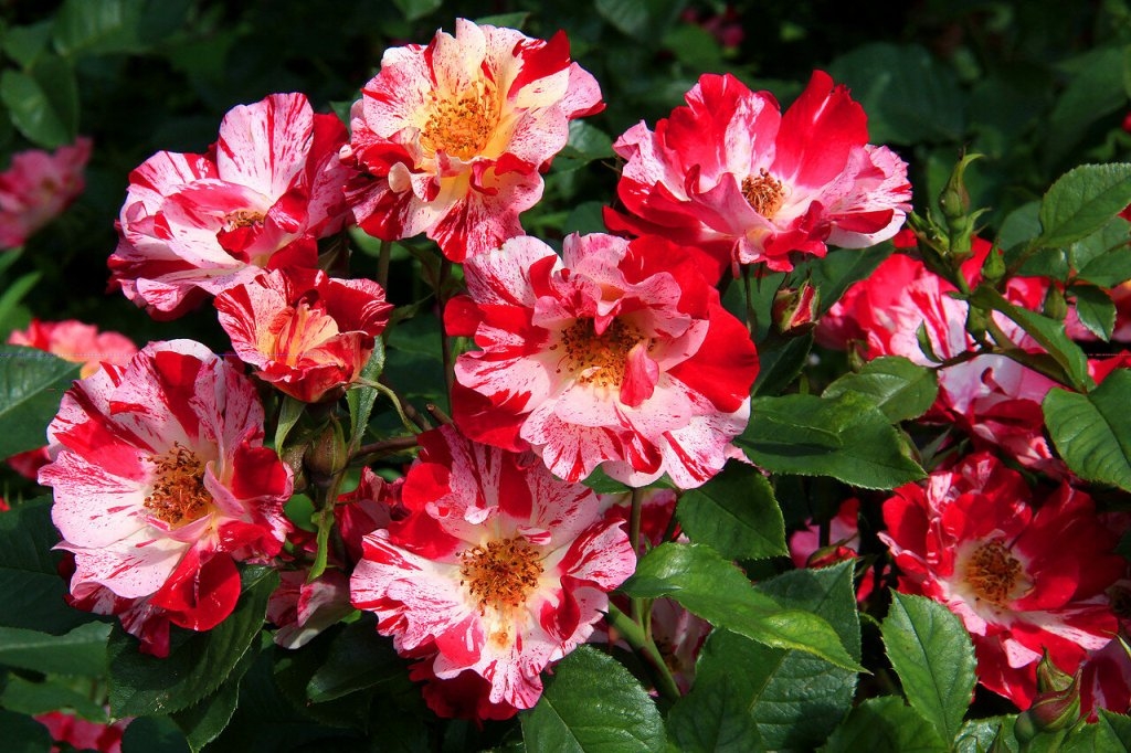 Роза Крейзи фо Ю 2