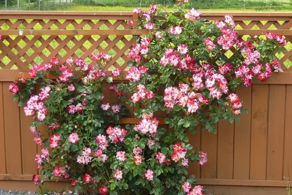 Роза Крейзи фо Ю 4