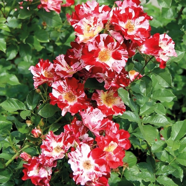 Роза Крейзи фо Ю 5