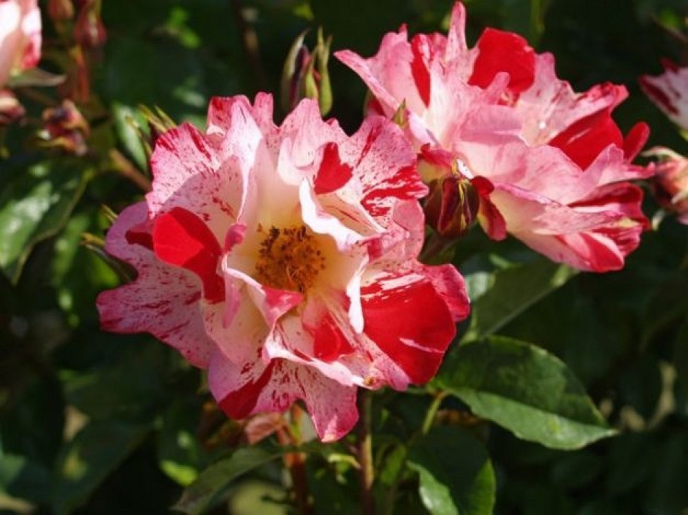 Роза Крейзи фо Ю 6