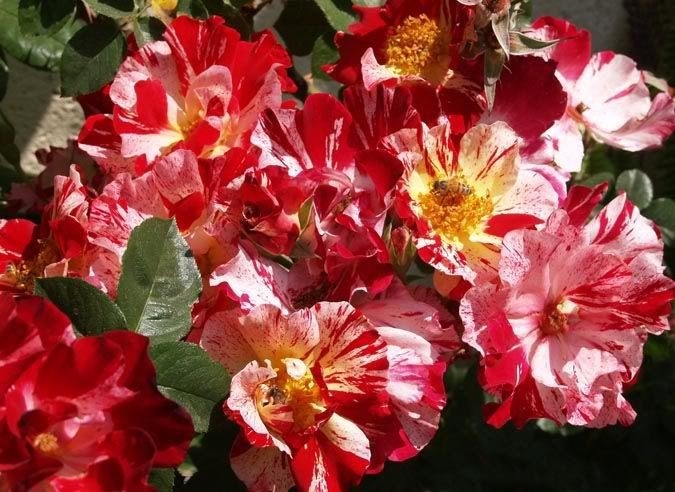 Роза Крейзи фо Ю