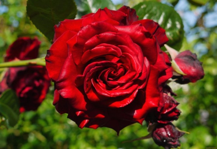 Роза Кримсон Глори 3