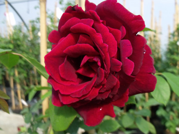 Роза Кримсон Глори 4