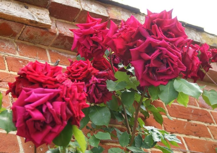 Роза Кримсон Глори 5