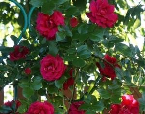 Роза Кримсон Глори