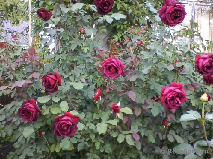 Роза Кримсон Глори 6