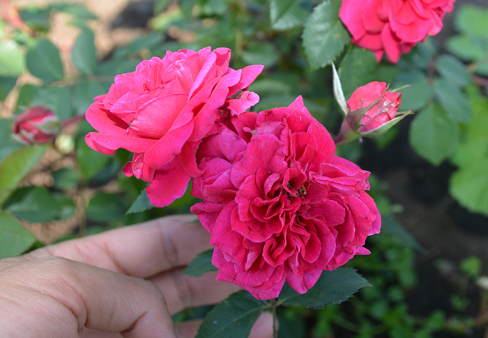 Роза Кримсон Винтер Джевел 2