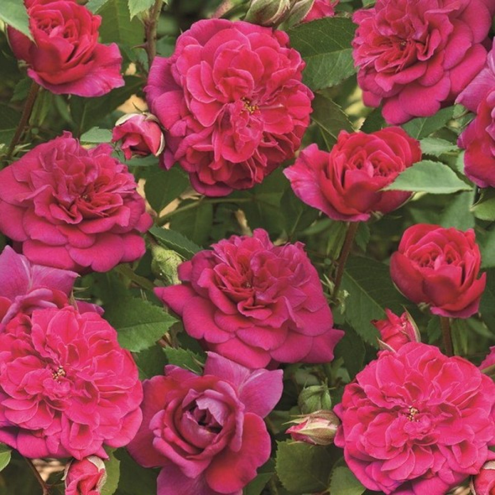 Роза Кримсон Винтер Джевел 3