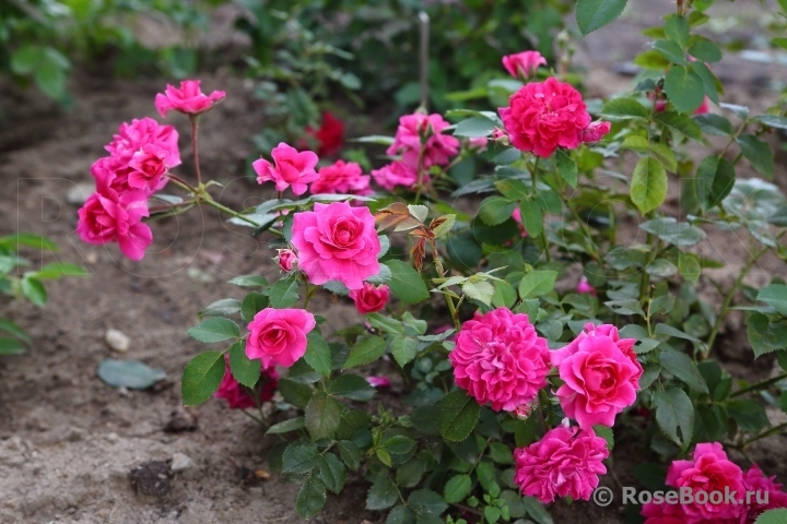 Роза Кримсон Винтер Джевел 4