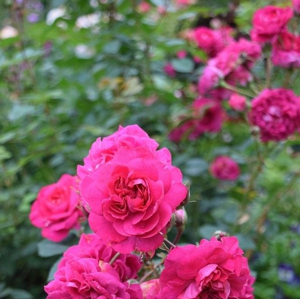 Роза Кримсон Винтер Джевел 5